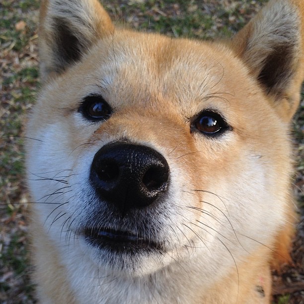 南美狂想曲与北欧纪律墙，赖斯用一场数据交响完成终极命题