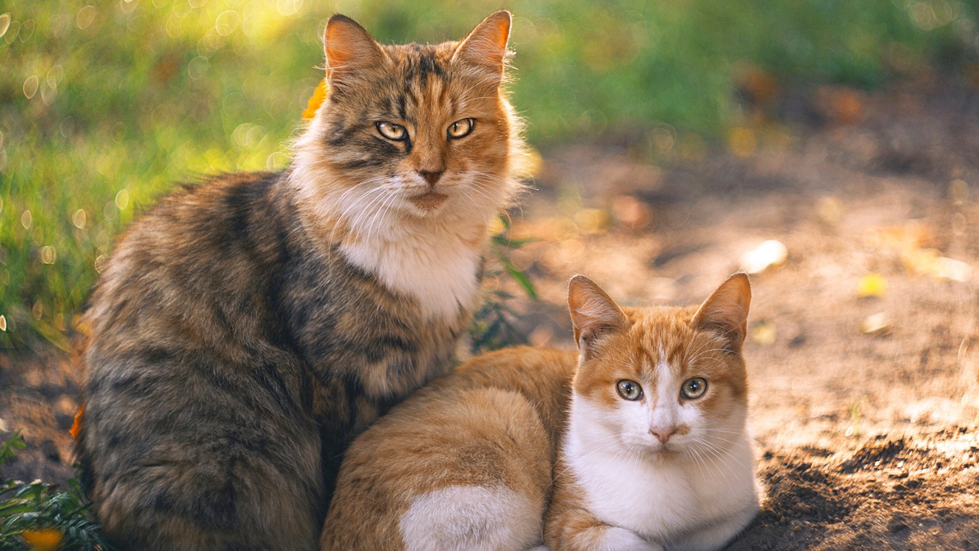 烈焰与顽石，杜兰特主宰的史诗，灰熊强行的终结—现代篮球的两种胜利哲学