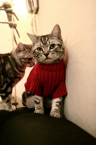 深圳是东契奇，终结勇士与统治西决的唯一叙事诗