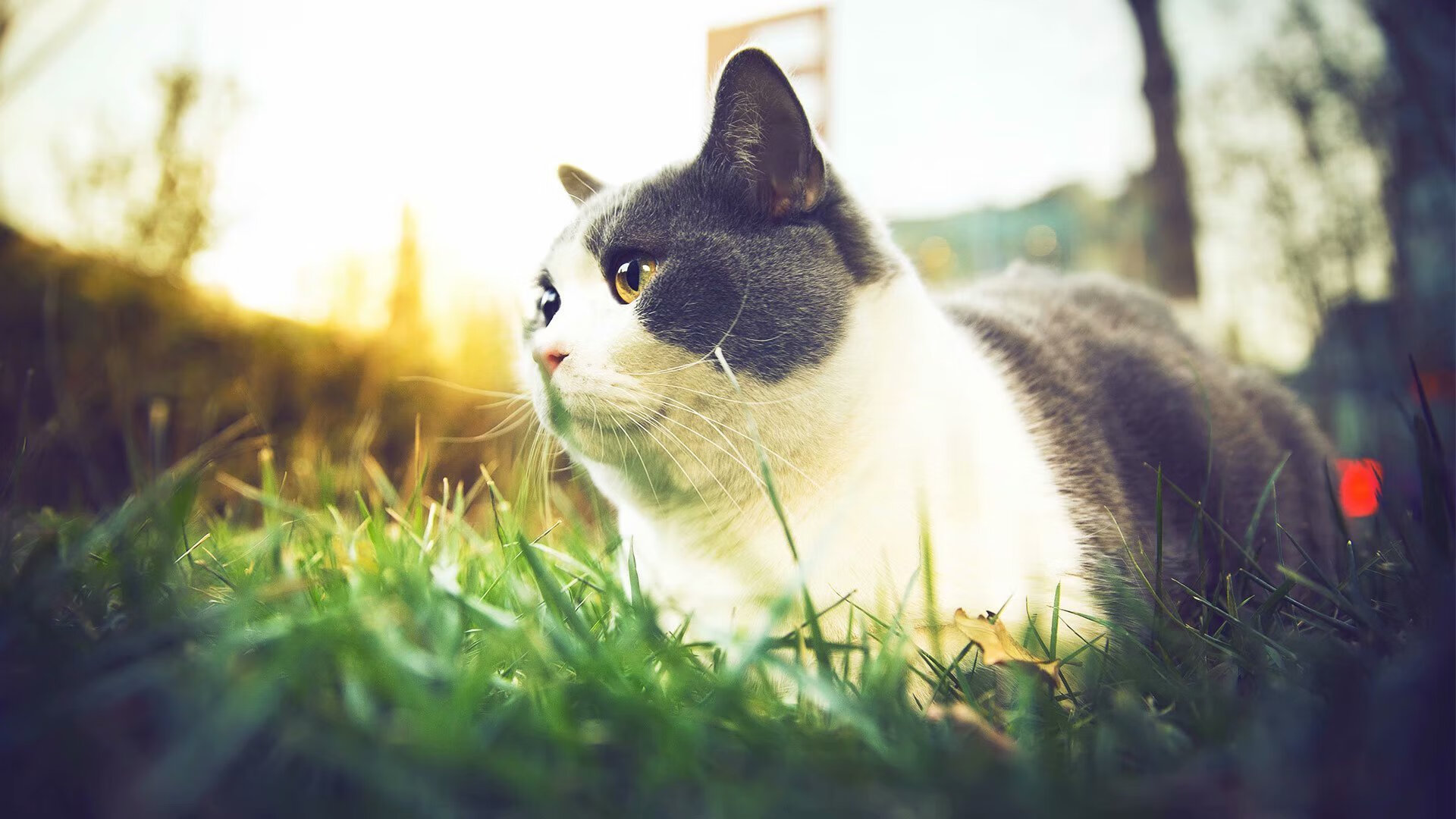 开云体育-跨界接管，从篮球场到F1赛道，詹姆斯演绎终极运动员传奇