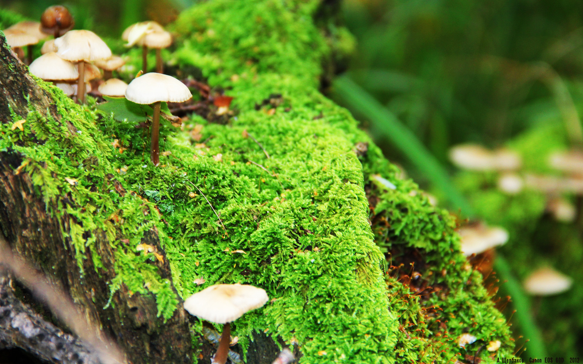 红牛环的逆袭,当奥地利成为争冠天平的最后砝码