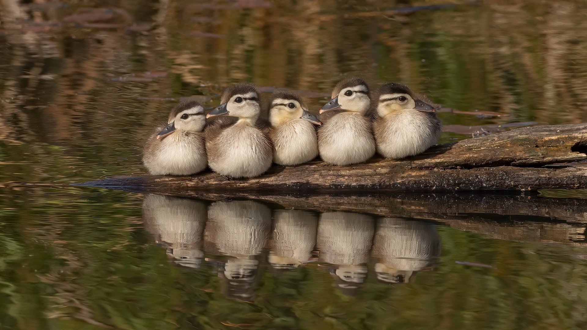 从寂静到沸腾,罗德里戈如何以一己之力重绘欧冠半决赛的战术版图